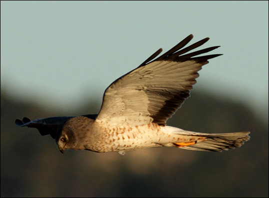 Male Harrier