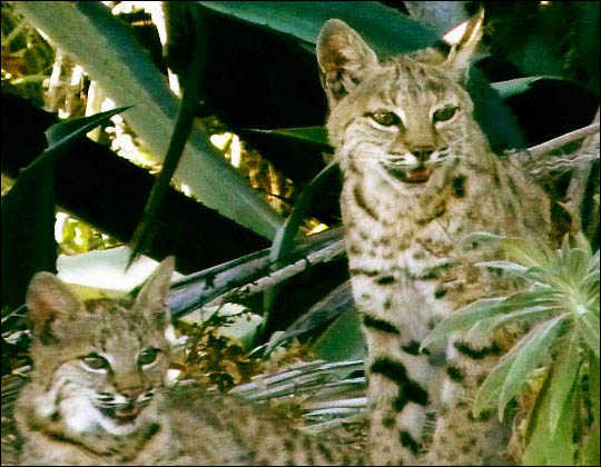 bobcats