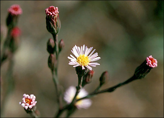 aster