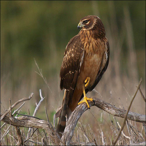 harrier