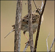 sparrow