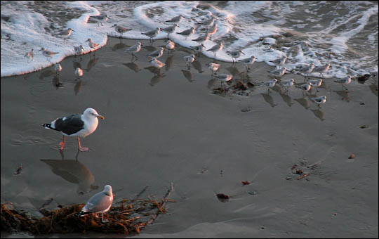 Shorebirds