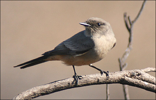 Say's Phoebe