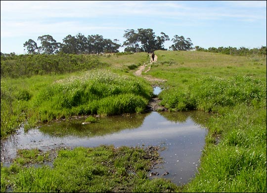 pond on trail