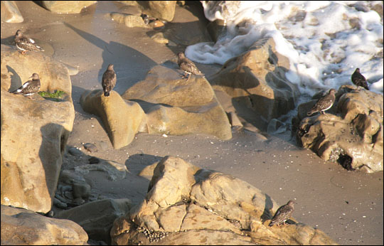 turnstones