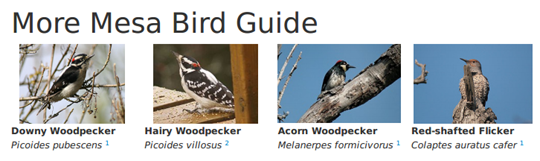 birdguide