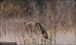 Short-eared Owl - photo by Barry Rowan