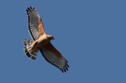 Our many thanks to Larry Friesen for the use of so many of his photos and especially these  wonderful photos of Red-shouldered Hawks!