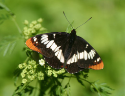 Lorquins Admiral