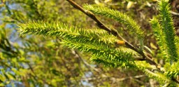 Female willow flowers. Photo by Chris Brems