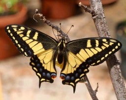 anise swallowtail