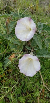 datura