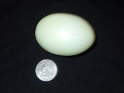 heron-egg