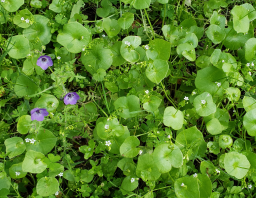 Miner's Lettuce (Purple Fiesta Flowers on left)