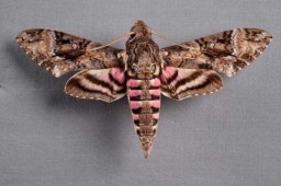 Sphinx Moth