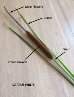 cattail parts