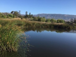 Tules on Lake Los Carneros