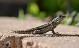 lizard profile