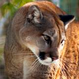 mountain lion