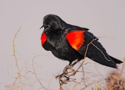 redwing blackbird