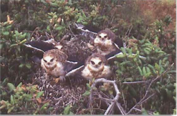 Baby Kites on More Mesa