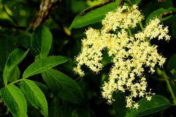 elder flower