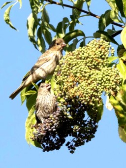 elderberry bird