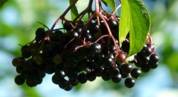 Cluster of Elderberries