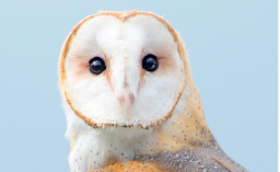 barn owl head
