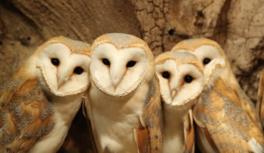 Barn Owl Chicks