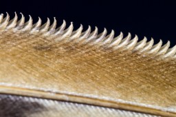 Feather Edge-Photo by Kay Schultz
