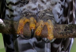 Powerful Talons--Photo by Deane Lewis