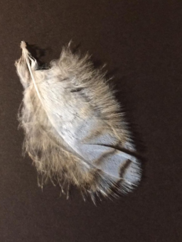 Soft Owl Feather