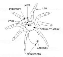 spider diagram
