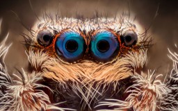 spider eyes