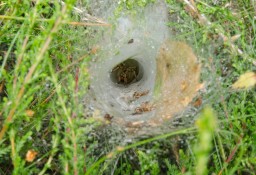 spider hole