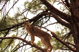 bobcat tree