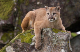 Mountain Lion on moss covered rocks during spring time