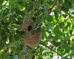 cottonwood nests