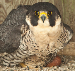 Female peregrine protecting her clutch on the James River Bridge in Virginia.