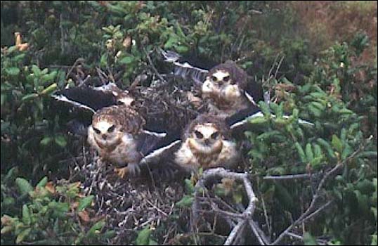 baby kites