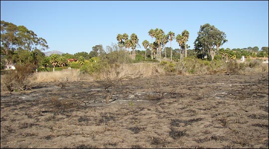 coyote bush 2007