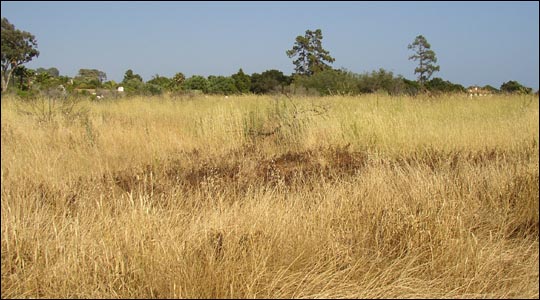 Coyote Bush-1 (2008).jpg