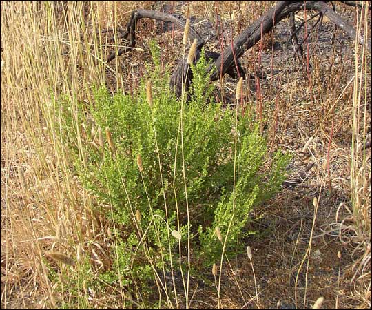 Coyote Bush-2 (2008).jpg