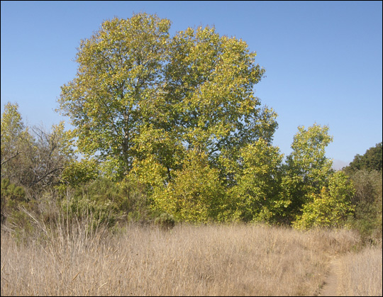 Cottonwood 3