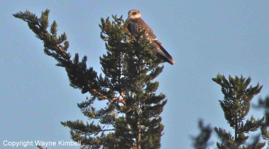 kite fledgling