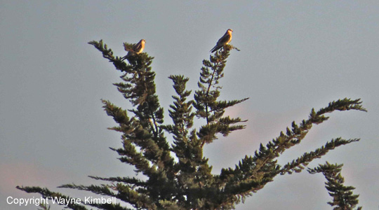 kite fledglings