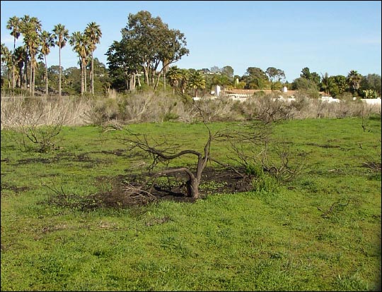 coyote bush