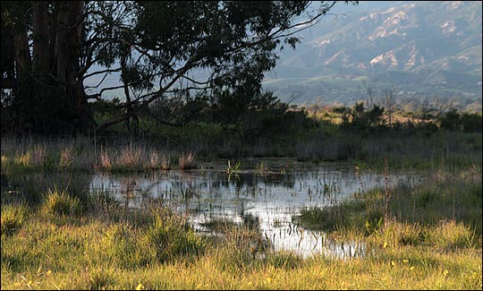 vernal pool 1