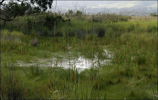 vernal pool 2